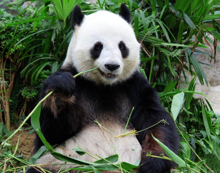 Panda China